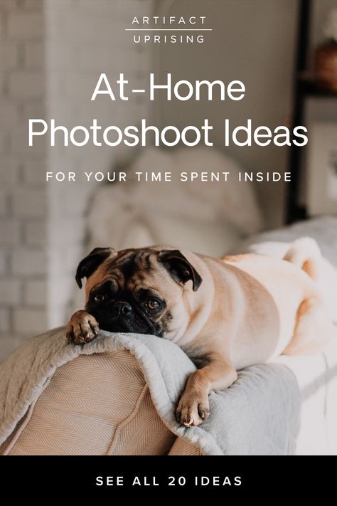 Want to try an at home photoshoot? Here are 20 ideas to capture moments with loved ones and see your own space in a new light. From wall backdrops to pet portraits, this at home photoshoot diy will have you creatively using your camera all afternoon. Pet Photography Business, Dog Photoshoot Pet Photography, Pet Photography Tips, Animal Photoshoot, House Training Dogs, Dog Smells, Dog Photoshoot, Best Dog Training, Pet Hacks