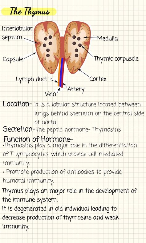 #notes #biology Chemical Control And Coordination Notes, Chemical Coordination And Integration Notes, Endocrine System Notes, Chemical Coordination And Integration, Medical School Notes, Zoology Notes, Notes Biology, Thymus Gland, Learn Biology