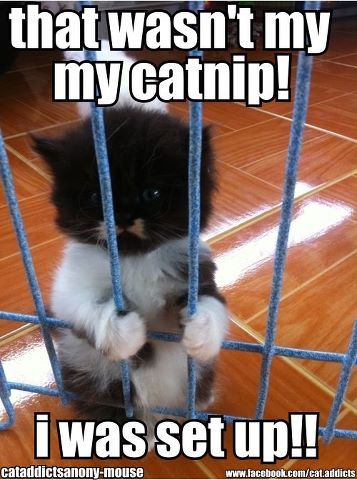 Jail Kittens Funny, Cute Kittens, Funny Animal Pictures, Crazy Cat Lady, Cute Funny Animals, White Cat, Crazy Cats, Cat Pics, Cool Cats