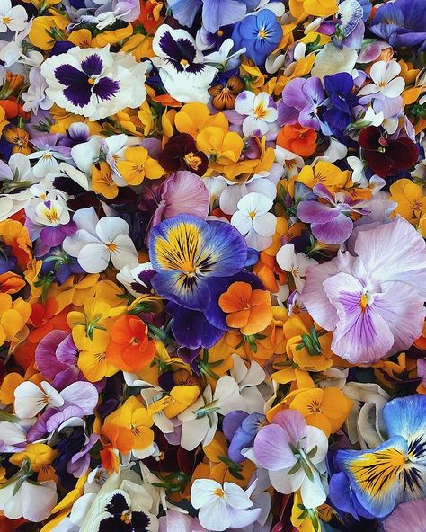 Personal Aesthetic • Instagram Pansy Flower Aesthetic, Pansies Aesthetic, Pansy Aesthetic, Sea Goat, Personal Aesthetic, Pansies Flowers, Homemade Crafts, Instagram Aesthetic, Leeds