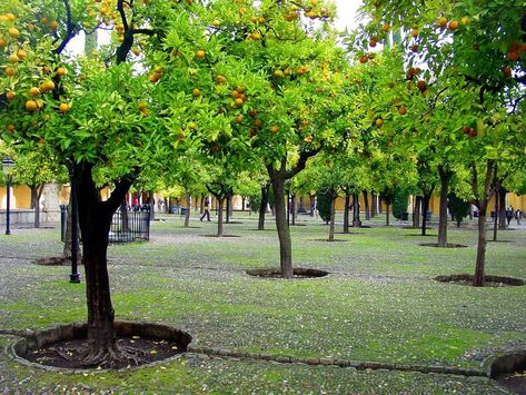 Tree Irrigation, Landscape Design Drawings, Urban Tree, Market Garden, Lawn And Landscape, Farm Design, The Courtyard, The Cathedral, Nature Garden