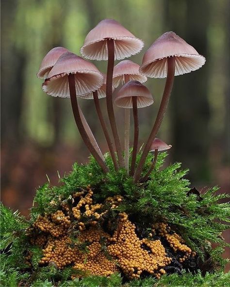 Black'n'Blue (Master_Loutre) (@blacknbluefr) • Photos et vidéos Instagram Pink Mushrooms, Mushroom Images, Mushroom Pictures, Plant Fungus, Edible Mushrooms, Poisonous Plants, Mushroom Fungi, Wild Mushrooms, Mushroom Art