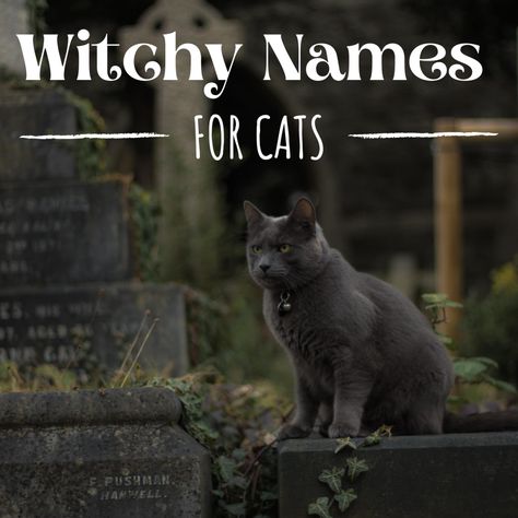 Cat Names Witchy, Magical Cat Names, Witchy Pet Names, Witch Cat Names, Mystic Names, Black Mainecoon Cat, Halloween Names For Cats, Witchy Names, Grey Cat Names