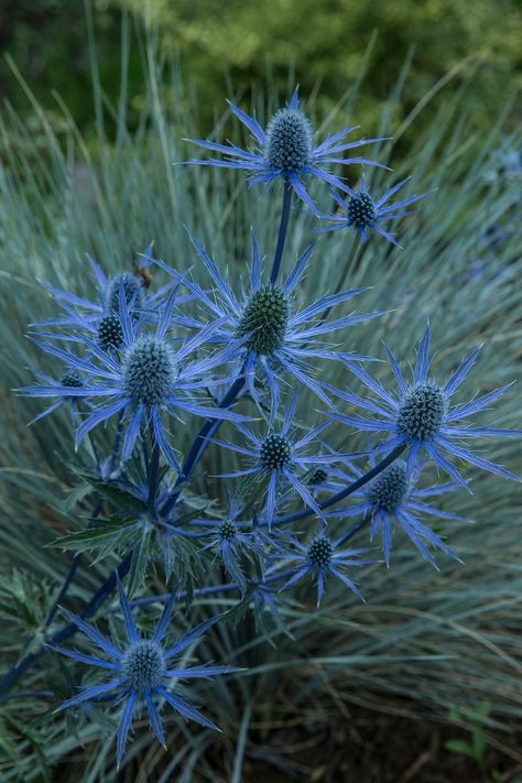 DEERLY MISSED GARDEN - deerlymissed • Eryngium Wildflower Sketch, Blue Perennials, Leaf Wall Mural, Green Leaf Wall, Green Leaves Wallpaper, Branches With Leaves, Green Leaf Wallpaper, Floral Design Classes, Flower Identification