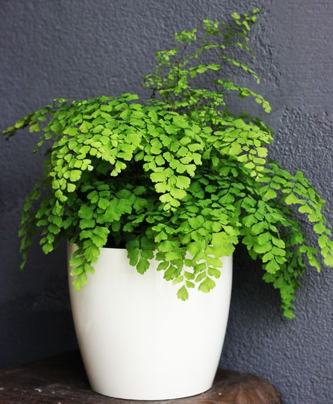 10 Plants For Your Bathroom & 3 That Won't Survive There Creepers Plants, Maidenhair Fern, Ferns Garden, Moth Orchid, Plant Supplies, Bathroom Plants, Air Purifying Plants, Plant Lighting, Indoor Plant Pots