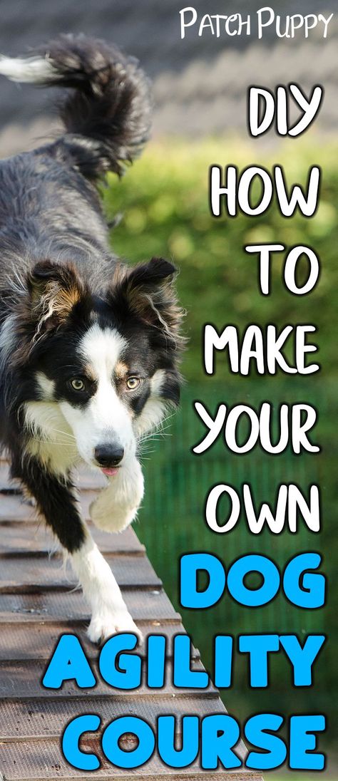 Diy Dog Agility Course, Dog Agility Course Diy, Dog Agility Course, Puppy Diy, Agility Training For Dogs, Dog Minding, Cesar Millan, Dog White, Dog Training Treats