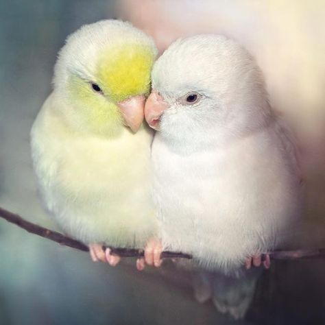 Dreamy Photographs Of Pastel-Colored Parrotlets That Will Get You Into Valentine’s Day Mood Yellow Birds, Artificial Birds, White Birds, Birds And The Bees, Hari Valentine, Parakeets, Funny Birds, Baby Animals Funny, Bird Pictures