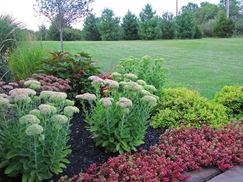 Sedum and weep Backyard Vineyard, Sedum Garden, Fall Container Plants, Big Planters, Summer Needs, Sedum Plant, Front Landscaping, Garden Plans, Garden Help