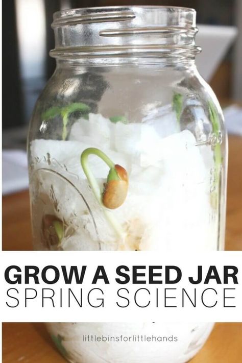 Make an easy seed jar for Spring science to watch how plants grow! Get a close up view of plant growth in a homemade seed jar. Earth science for kids! Science Project Ideas Elementary, Spring Project Kindergarten, Life Science Preschool Activities, Large Yogurt Container Crafts, Seed Projects For Preschoolers, Life Cycle Science Activities, Life Cycle Science Experiments, Earth Science Lesson Plans Elementary, Seed Life Cycle Preschool