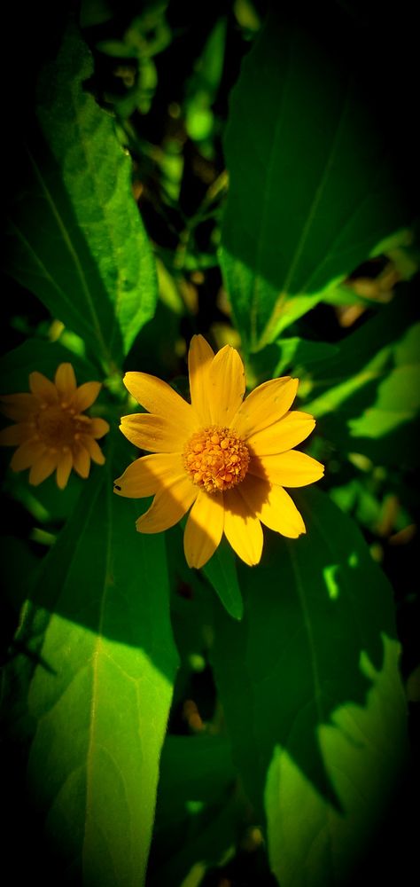 Melampodium divaricatum, commonly called melampodium or butter daisy, is an aster family annual that produces solitary daisy-like flowers (to 1” wide) with yellow rays and darker yellow centers from spring to fall on plants growing 12-24” tall. Plants, Flowers, Yellow, Butter, Plants Growing, Dark Yellow, Daisy