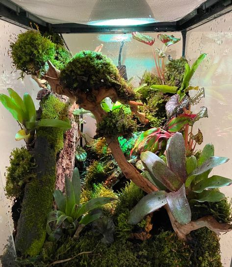 Temporary setup for my 3 White's Tree frogs. Moss, on moss, on moss. White's Tree Frog Terrarium, Pet Frog Enclosure, Whites Tree Frog Vivarium, Tree Frog Enclosure Ideas, Whites Tree Frog Terrarium Ideas, Red Eyed Tree Frog Terrarium, Frog Cage Ideas, Pet Frog Habitat Terrariums, Dumpy Frog Terrarium