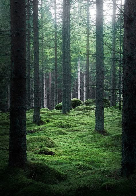 🇸🇪 Swedish forest by Lindstenfoto Warrior Cats Clans, Swedish Forest, Nordic Forest, Nordic Architecture, Lost In The Forest, Winter Floral Arrangements, Nature Portrait, Plants Nature, Forest Wallpaper