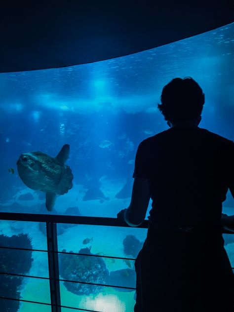 Oceanboy Aesthetic, Blue Guy Aesthetic, Aesthetic Wildlife, Aquarium Aesthetic, Lisbon Oceanarium, Beach Mood, Blue Vibes, Portugal Lisbon, Aesthetic Boys