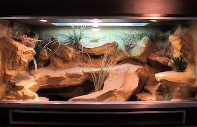 Need some creative bearded dragon tank ideas? Click to see awesome bearded dragon enclosure ideas and tank decoration inspirations. Leopard Gecko Cage, Bearded Dragon Tank Setup, Diy Bearded Dragon Enclosure, Gecko Cage, Lizard Cage, Bearded Dragon Vivarium, Bearded Dragon Terrarium Ideas, Lizard Terrarium, Terrarium Design