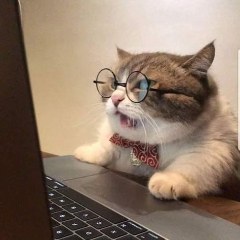 Wearing Glasses, A Cat, Laptop, Computer