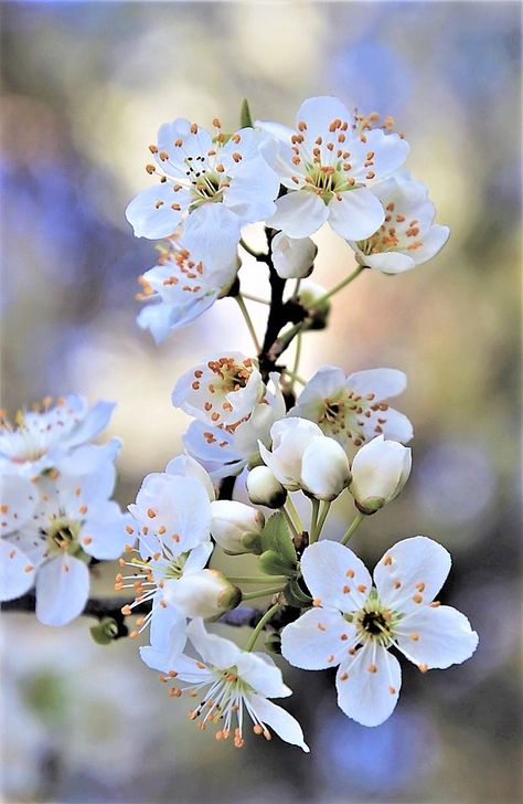 White Cherry Blossom Flowers in Europe - i Share White Cherry Blossom Aesthetic, White Cherry Blossom Tree, Phone Asthetic, February Flowers, Flower List, Cherry Blossom White, Being Present In The Moment, Montmorency Cherry, Cherry Blossom Pictures