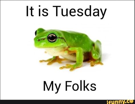 It Is Wendsday My Dudes Frog, Its Tuesday My Dudes Frog, Its Sunday My Dudes Frog, Its Tuesday, Frog Days Of The Week Meme, Funny Frog Memes Hilarious, Toad Memes Funny, Frog Pictures, I Series