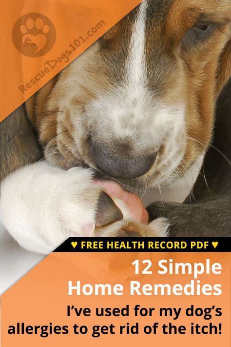 Easy Home Remedies for Dog Allergies and Dog Itch Relief — I recommend finding dog allergy remedies at home for your dog before heading down the road of expensive allergy testing... From allergy-friendly dog foods, supplements to medications, all to help your dog itch relief! #dog #dogallergies #doghealth #homeremedies #homeremedy #diydogstuff #rescuedogs101 Home Remedy For Dog Allergies, What Can I Give My Dog For Allergies, Anti Itch Remedy For Dogs, Dog Itching Remedies Allergies, Dogs Allergies Relief, Dogs Itching Relief, Allergies In Dogs Remedies, Dog Seasonal Allergy Remedies, Homemade Dog Food For Allergies Skin Itch Relief