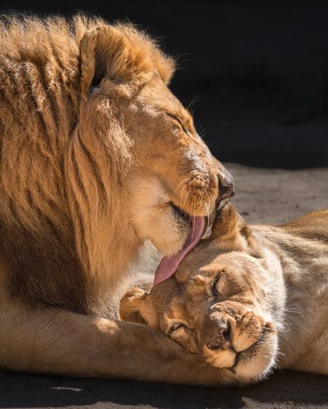 LA Zoo euthanizes two 21-year-old lions with health problems – Daily News Lion And Lioness Love, Lion Protecting, Lions In Love, Los Angeles Zoo, Lion Couple, Battle Field, Wild Lion, Lion And Lioness, Lion Love