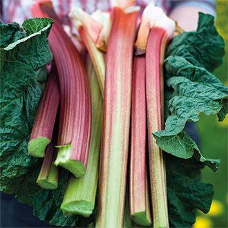 Rhubarb Poulton's Pride Plants Fresh Rhubarb, Rhubarb Plants, Garden Fruit, Seed Catalogs, Fruit Plants, Fruit And Veg, Rhubarb, Months In A Year, Asparagus