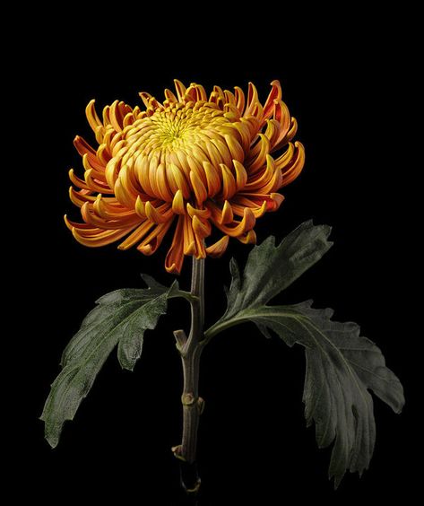 Botanicals On Black Background, Yellow Crysantenum Flower, Yellow Chrysanthemum Drawing, Crsanthmum Flower, Orange Chrysanthemum Tattoo, Yellow Chrysanthemum Aesthetic, Yellow Chrysanthemum Tattoo, Crysthamum Flower, Chrysanthemum Reference