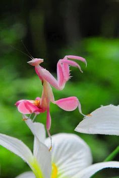 Pink Orchid Mantis.  [Talk about a paradox--I think of pink and flowers as romantic, but there's nothing romantic about a mantis.  Just the opposite, in fact.] Orchid Mantis, Cool Insects, Cool Bugs, Beautiful Bugs, Praying Mantis, Arthropods, Bugs And Insects, Nature Animals, Beautiful Butterflies