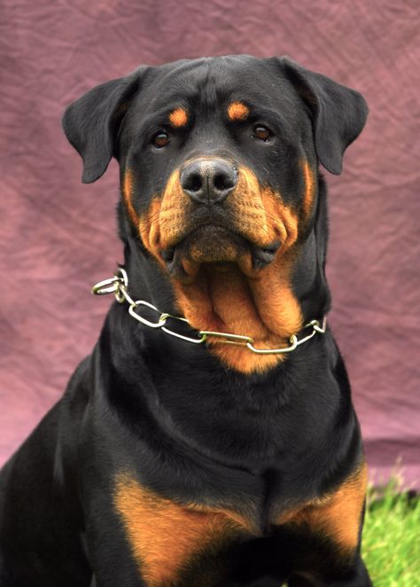 Beautiful Rott Rottweiler Photography, Aesthetic Rottweiler, Roman Rottweiler, Puppy Care Tips, Angry Rottweiler, Rottweiler Aggressive, Activities Outdoor, Dog Design Art, Airedale Dogs