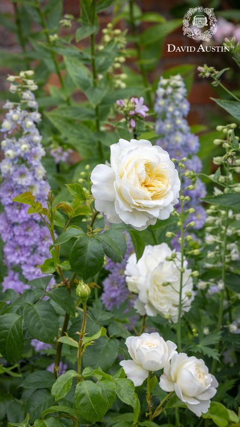 What To Plant With Roses, White And Purple Garden, Garden With Roses, Blue And White Garden, Peony Plant, Garden Lily, White And Purple Flowers, Purple Flowers Garden, Rose Garden Design