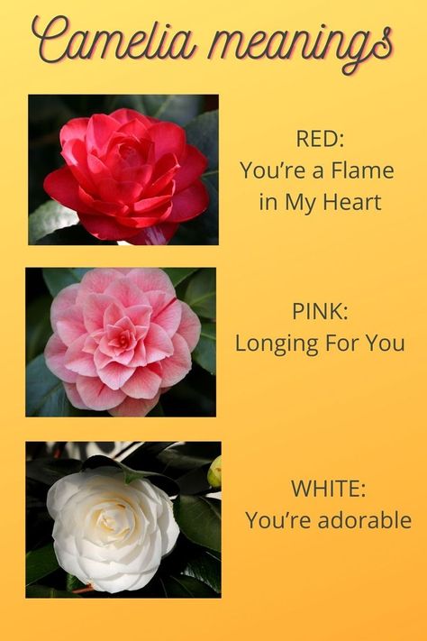 There are so many flowers with meanings that often symbolize emotions and thoughts. I must grow some camelias next year! The beautiful white camelia is featured in the newly published 'Victorian Flower Meanings' - a printable to bring joy to your home :-) Find out more about this instant downloadable. #flowers #flowermeanings #meaningofflowers #camelias #healthyliving Flowers Language, Camelia Flowers, White Camelia, Negative To Positive, Camelia Flower, Flower Language, Anniversary Flowers, Flower Meanings, Victorian Flowers