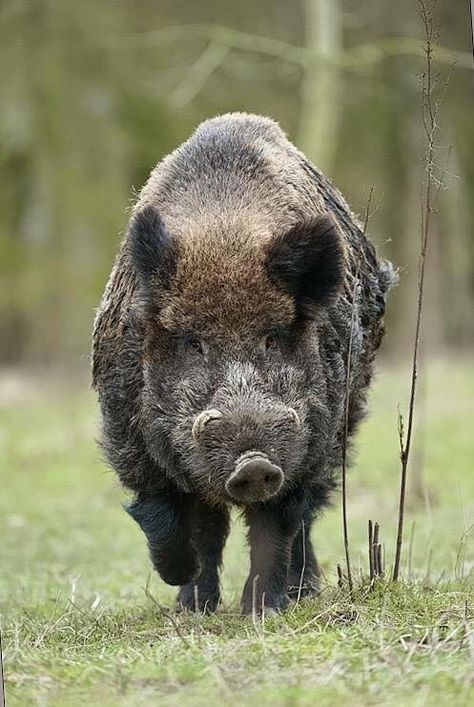 Wild Boar Hunting, Boar Hunting, Pig Breeds, Hog Hunting, Wild Pig, Wild Hog, Wild Boar, Animal Games, Animal Photo