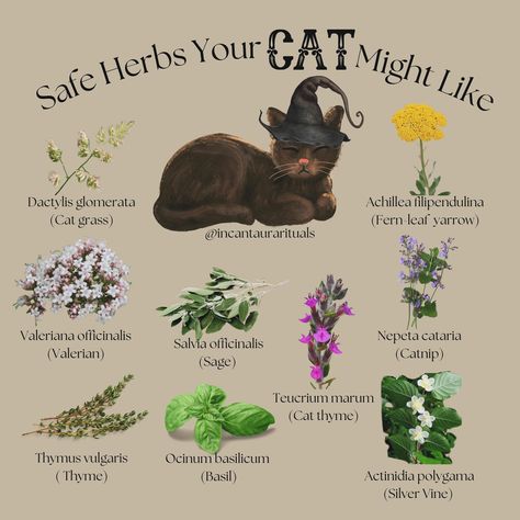 Safe herbs your cat might like 🤍 🐱✨ #catlover #herbs #witchythings #witchcraft #rituals Cats Claw Magical Properties, Cat Safe Simmer Pot, Cat Safe Herbs, Cat Friendly Herbs, Real Witchcraft, Witchcraft Rituals, Dark Psychology, Magickal Herbs, Witchcraft Spells