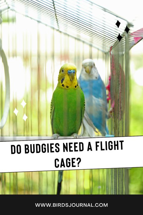 Do Budgies Need a Flight Cage? Parakeet Bird Cage Ideas, Conure Cage Setup, Indoor Aviary, Budgie Care, Conure Cage, List Icon, Budgie Cage, Flight Cage, Parakeet Cage