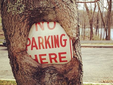 Nature Reclaiming, Man Vs Nature, Photos Of Nature, Tree Growth, Growth And Decay, Urban Nature, Parking Signs, Urban Environment, Environmental Design