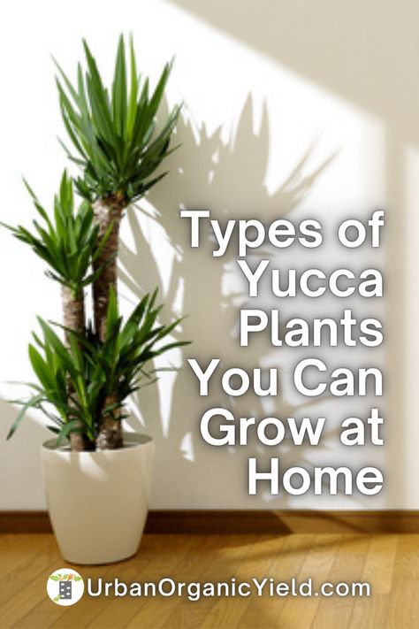 Yucca Plant Landscaping, Yucca Plant Indoor Living Room, Red Yucca Plant, How To Plant Yucca Seeds, Yucca Plant Indoor, Yucca Plant Care, Plant Meanings, Spineless Yucca, Yucca Gloriosa