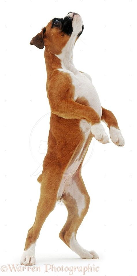 dogs standing up | Dog Standing On Hind Legs Dog On Two Legs Drawing, Dog On Hind Legs Reference, Dogs Standing Up, Dog Leg Reference, Dog Legs Drawing, Dog Paws Reference, Wolf Standing On Hind Legs Drawing, Dog Legs Reference, Dog Reference Photos For Artists