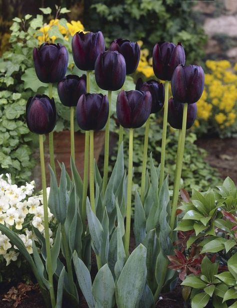 Fruit Garden Design, Queen Of Night, Black Plants, Goth Garden, Gothic Garden, Tulip Bulbs, Black Tulips, Night Flowers, Black Garden