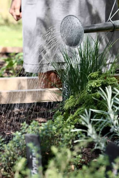 Herb Garden Photography, Vegetable Garden Photography, Gardening Aesthetic, Spring Gardening, Herb Farm, Herb Garden Design, Starting A Vegetable Garden, Victory Garden, Farmhouse Garden