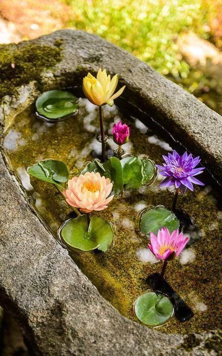 Water lily, a flower in the water and a great decoration for your garden | My desired home Tanaman Air, Kolam Koi, Garden Japanese, Taman Air, Indoor Water Garden, Japan Kyoto, Have Inspiration, Garden Backyard, A Pond