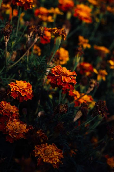 Orange Plant Aesthetic, Marigold Flowers Aesthetic, Marigold Flower Crown, Marigold Aesthetic Wallpaper, Marigolds Aesthetic, Aesthetic Marigold, Marigold Flower Aesthetic, Marigold Aesthetic, Marigold Background