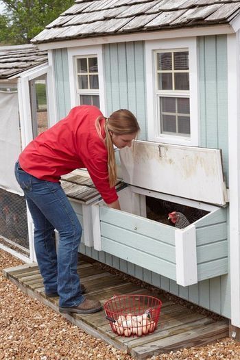 Chicken Coop On Wheels, Chicken Coop Pallets, Mobile Chicken Coop, Walk In Chicken Coop, Cute Chicken Coops, Chickens In The Winter, Chicken Coop Decor, Chicken Barn, Large Backyard Landscaping