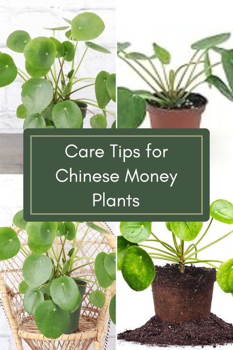 Discover simple and effective ways to care for your Chinese money plant, also known as Pilea peperomioides. You'll learn about the right watering schedule, ideal light conditions, and other essential tips to keep your plant happy and healthy. Whether you're a seasoned plant parent or a beginner, this guide is perfect for learning how to prevent common issues like root rot and provide optimal care for these trendy houseplants. Plus, get handy shipping tips for plants in extreme weather conditions. Money Plant In Water, Chinese Money Plant Care, Money Plant Care, Monkey Plant, Money Plants, Chinese Plants, Money Tree Plant, Plant Jungle, Indoor Planting