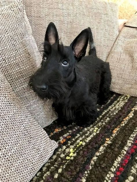 Scottie Puppies, Scottie Terrier, Scottish Terriers, Scottie Dogs, Pretty Animals, Silly Animals, Scottish Terrier, Cute Animal Photos, Scottie Dog