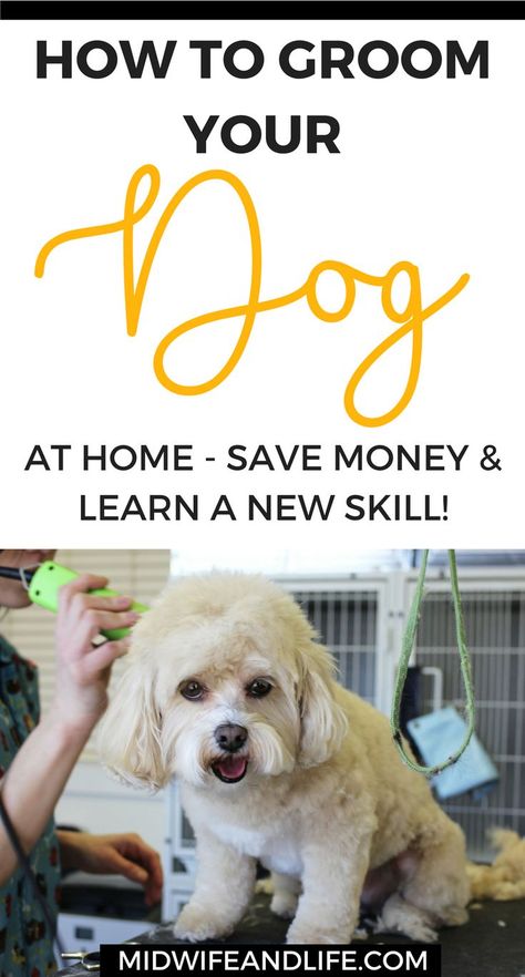 Spending too much on dog grooming? Save money and do it yourself at home, it's easier than you think and will save you loads over time. Click through to find out the hacks and tips for grooming your dog yourself at home Types Of Shampoo, Cockapoo Grooming, Doodle Grooming, Moyen Poodle, Animal Grooming, Dog Grooming Diy, Goldendoodle Grooming, Dog At Home, Poodle Haircut