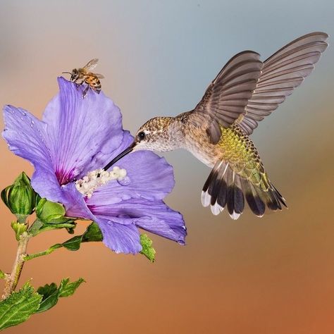 "Like the hummingbird sipping nectar from every flower." Prints Collage, Hummingbirds Photography, Birds Photography Nature, Hummingbird Pictures, Big Friends, Landscape Photography Nature, Bee Art, Bird Pictures, Exotic Birds