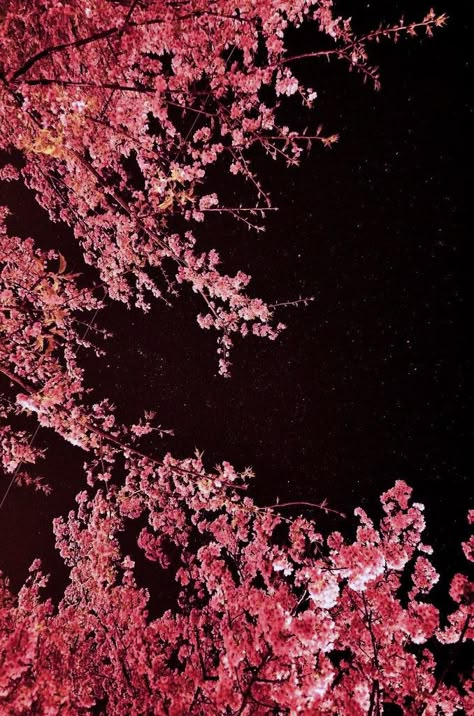 Sakura Night Aesthetic, Cherry Blossom Tree At Night, Sakura At Night, Happy Scenery, Night Cherry Blossom, Cherry Blossom Night, Cherry Blossoms At Night, Tokyo Downtown, Black Cherry Blossom