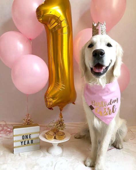 Dog Birthday Photoshoot, Dog Birthday Pictures, Dog First Birthday, Puppy Birthday Parties, Golden Retriever Mix, Dog Birthday Cake, Dog Photoshoot, Dog Birthday Party, Puppy Birthday