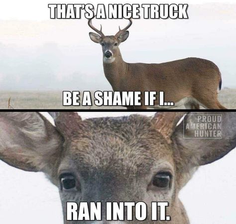 Funny Hunting Pics, Hunting Quotes Funny, Deer Hunting Humor, Hunting Jokes, Funny Deer, Bushwacker, Country Jokes, Hunting Humor, Funny Animal Jokes