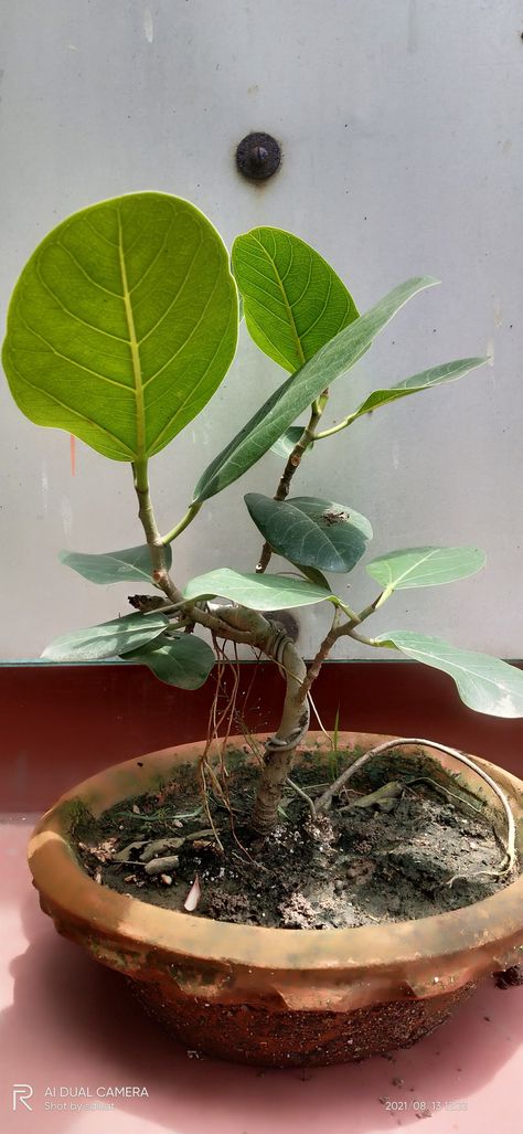 Banyan tree bonsai with roots from branches It's a 5 yrs old tree Regrow Tree From Branch, Banyan Tree Aesthetic, Banyan Tree Mayakoba, Banyan Tree Bonsai, Banyan Tree, Tree Branches, Plants