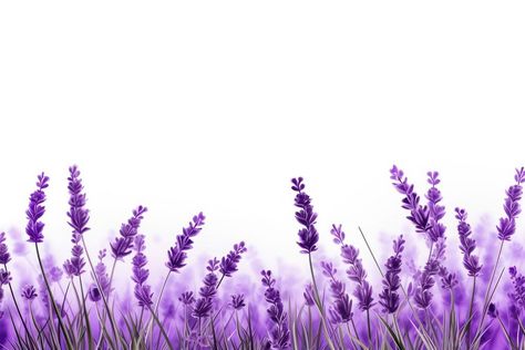 Lavender flower backgrounds blossom. AI generated Image by rawpixel. | free image by rawpixel.com / Nunny Lavender Background Flower, Background For Poetry Writing, Lavender Png, Lavender Border, Field Of Lavender, Purple Flower Background, Wedding Card Design Indian, Lavender Background, Purple Wisteria