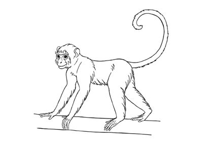 How To Draw A Monkey Step By Step, Simple Monkey Drawing, Chimp Drawing, Monkey Drawings, Monkey Drawing Easy, Draw A Monkey, Stainglass Ideas, Monkey Tattoo, Monkey Drawing